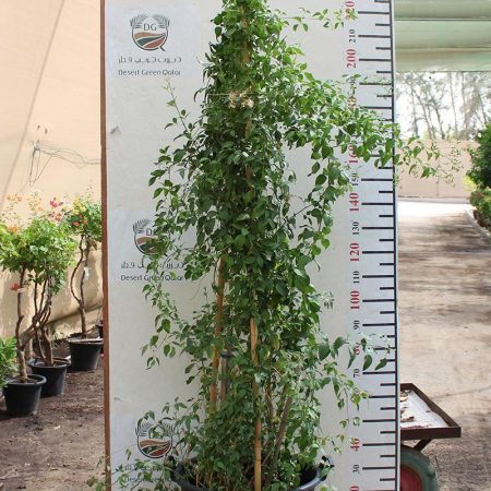 Jasminum grandiflorum