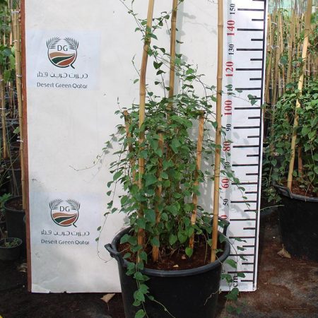 Jacquemontia marathi