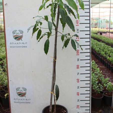 Mangifera indica " Thailand "
