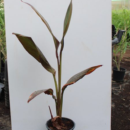 Canna indica "Red Leaf"