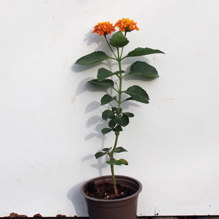Lantana 'Orange'