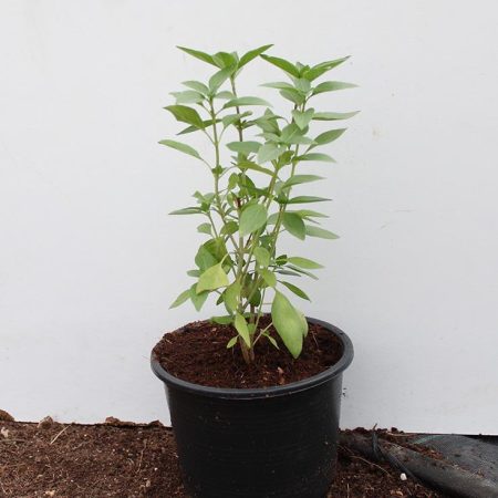 Ocimum bacilicum "Rehan" (15-20 cm Ht)