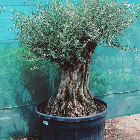 Olea Europaea Olea Bonsai