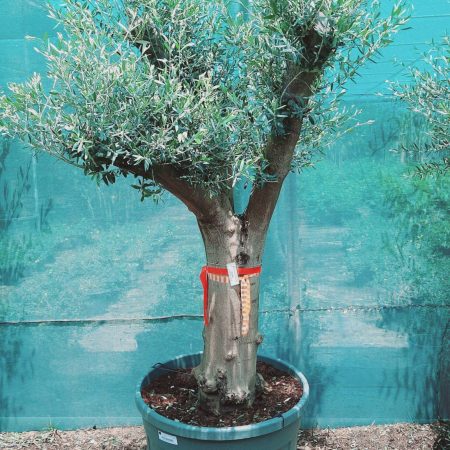Olea Europaea Branched