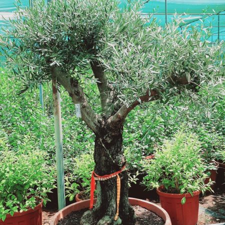 Olea Europaea Old Trunk