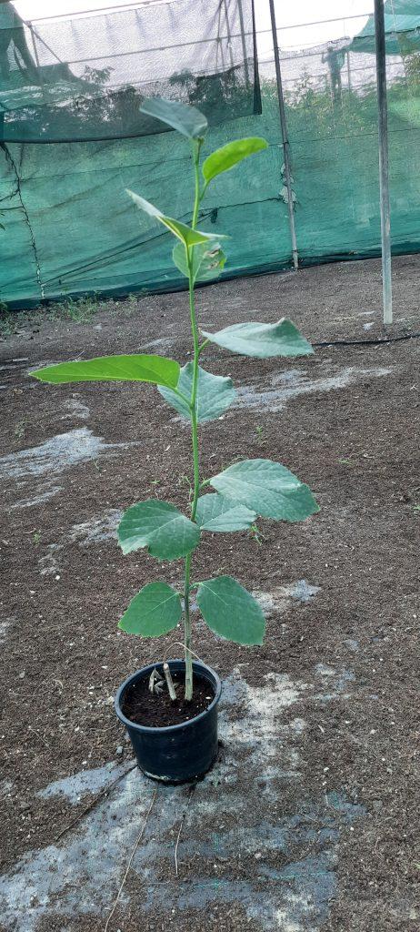 CORDIA MYXA 20-30cm | Desert Green Qatar