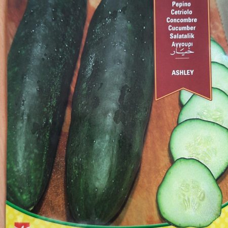 Cucumber Negrito