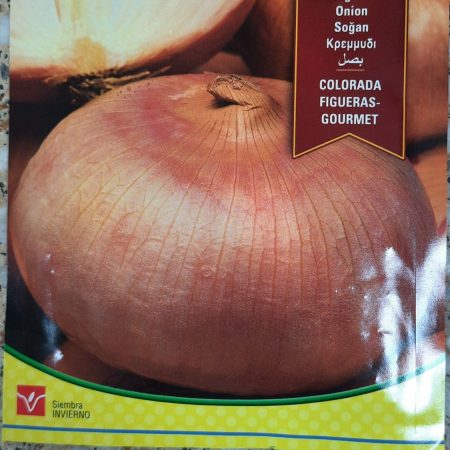 Onion Balanca