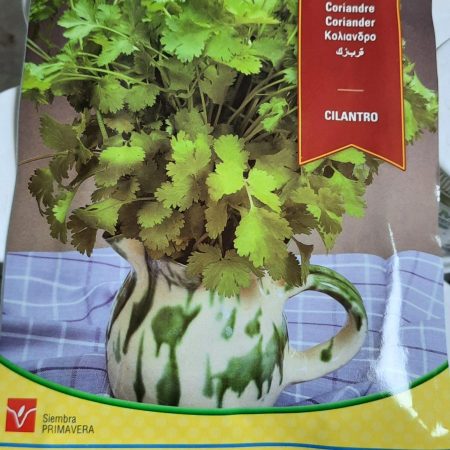 Coriander
