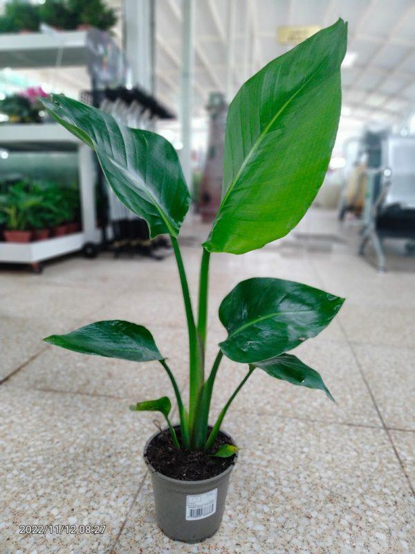 Strelitzia Nicolai 50cm (Bird of Paradise) | Desert Green Qatar