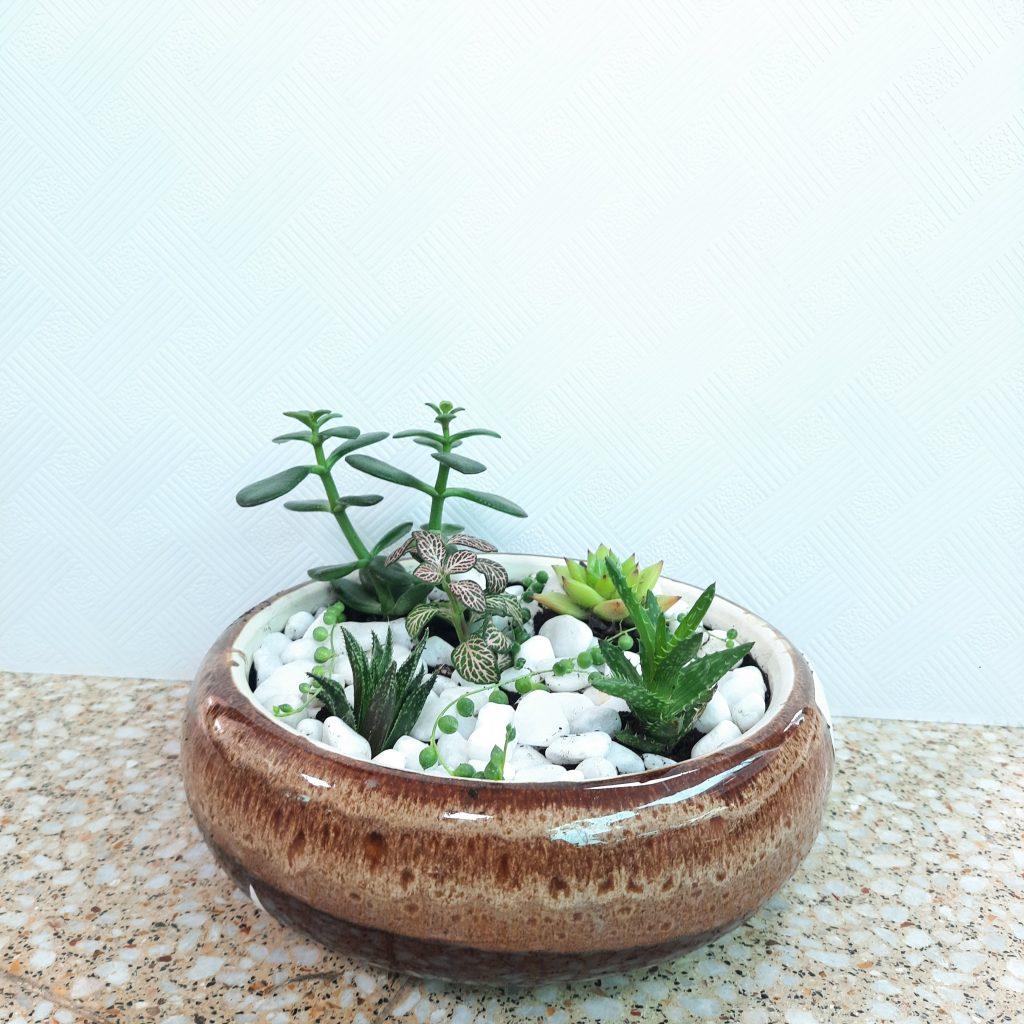 Indoor Plants | Desert Green Qatar