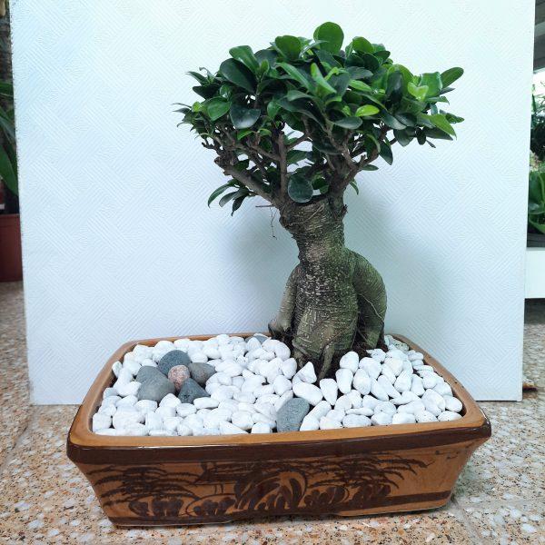 Bonsai plant  Desert Green Qatar