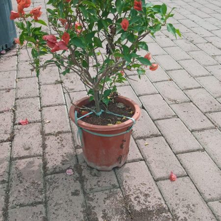Bougainvillea Tomato Red"