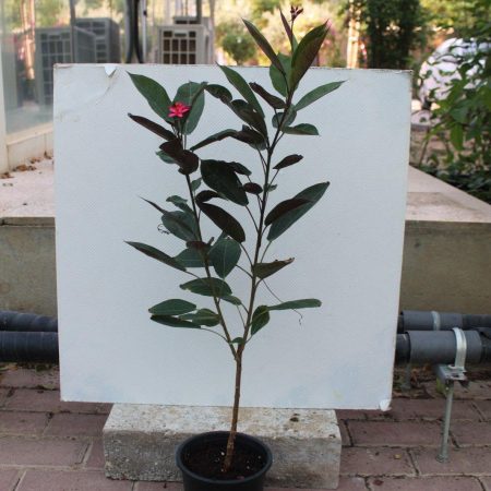 Jatropha pandurifolia