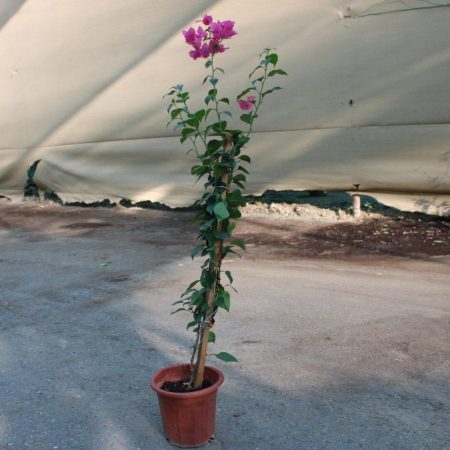 Bougainvillea Spectabilis"Red"