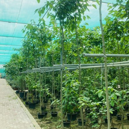 Morus Alba "Shah Toot"