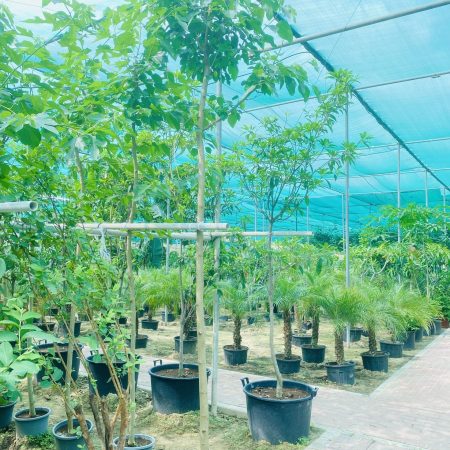 Morus Alba "Shah Toot"