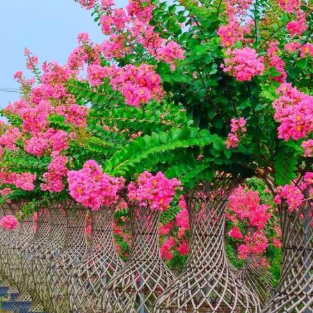 Lagerstoremia Indica Bottle Shape