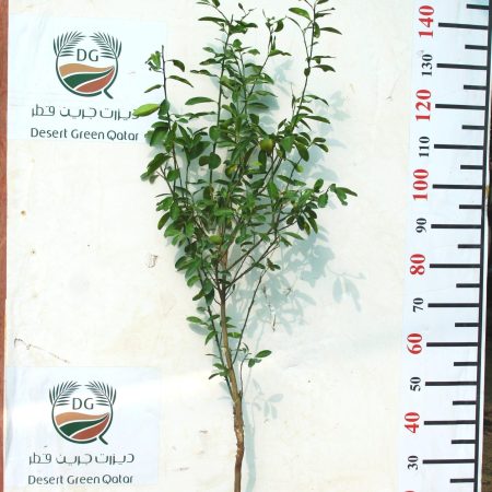 Citrus Lemon 'Bin Zaheer' ( 1 - 1.4m Height & Bushy )