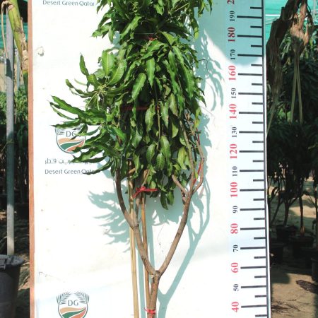Mangifera indica "Mango" Thai ( 2.0 - 2.2m Height & Bushy )