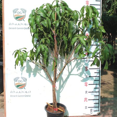 Mangifera indica "Mango" Thai ( 1 - 1.5m Total Height )