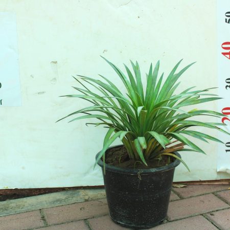 Yucca Desmentiana 30cm-35cm ht,