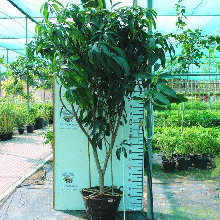 Mangifera Indica (Mango)
