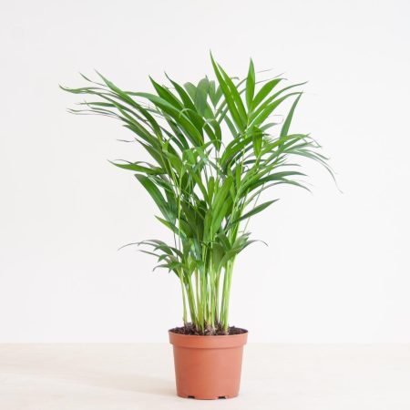 Areca Palm (Dypsis Lutescens)