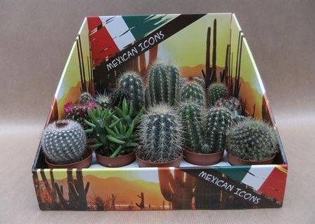 Cactus Mix