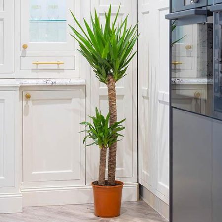 Yucca Elephantipes 2 Stem