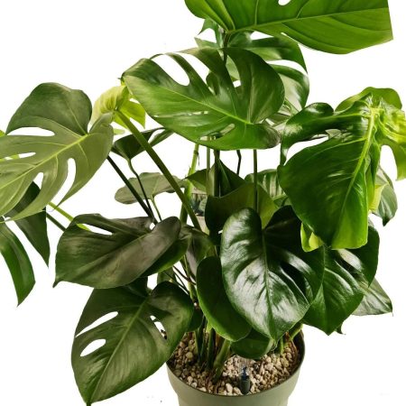 Monstera Delic.. 3pp