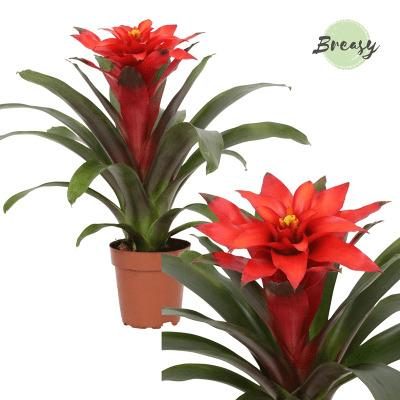 Guzmania mix