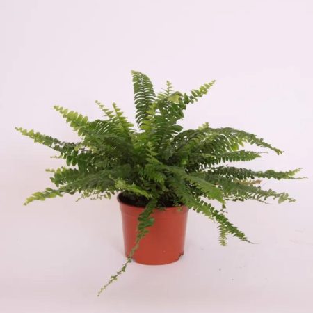 Nephrolepis exal Green Moment