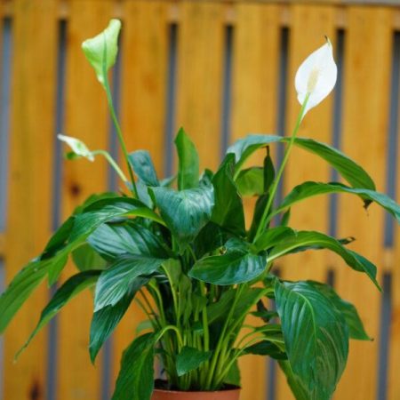Spathiphyllum Alana 3+