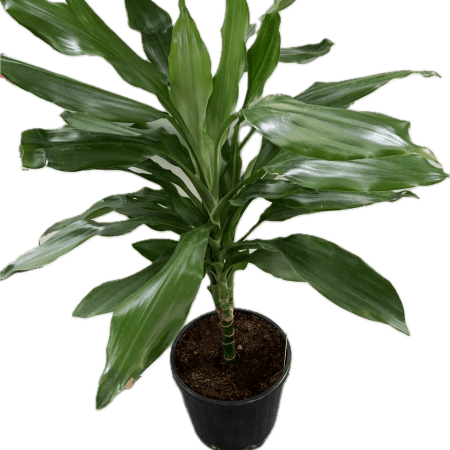 Dracaena fr de Janet Lind