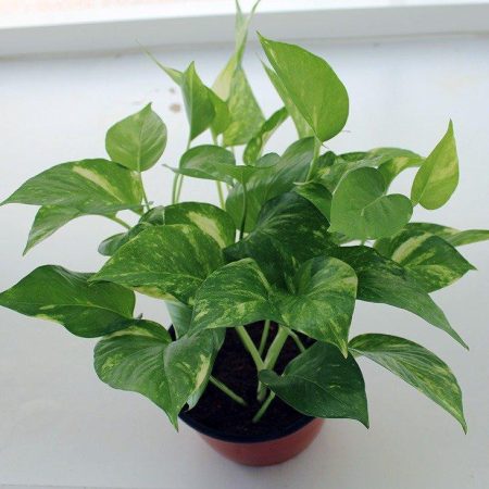 Scindapsus aureus (Money Plant)