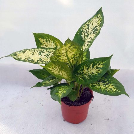 Dieffenbachia Mars