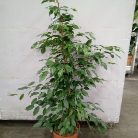 Ficus benja. 'Exotica' pyrami