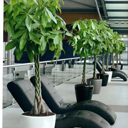 Pachira Aquatica Twisted Stem