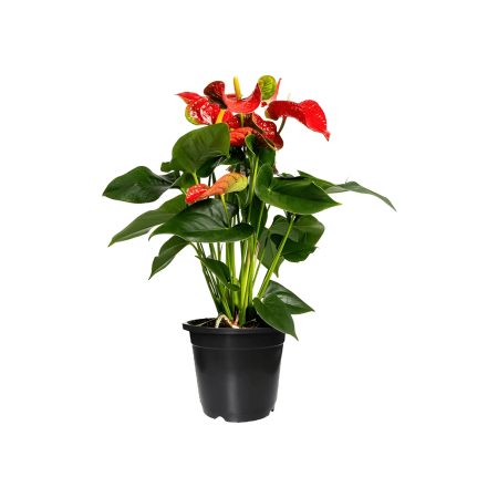 Anthurium andr Madural Red