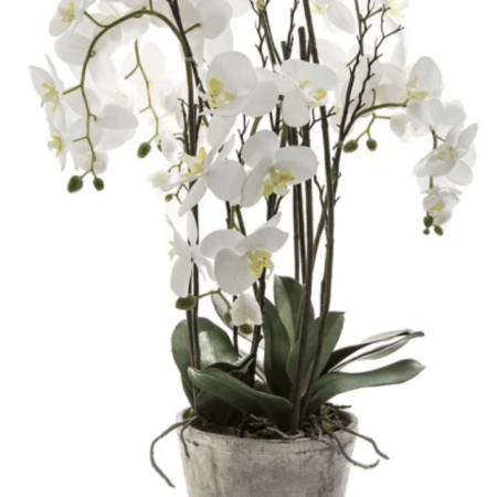 Phalaenopsis Multi.mix