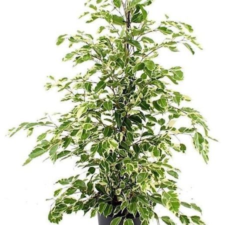 Ficus benj. Twilght Pyramind