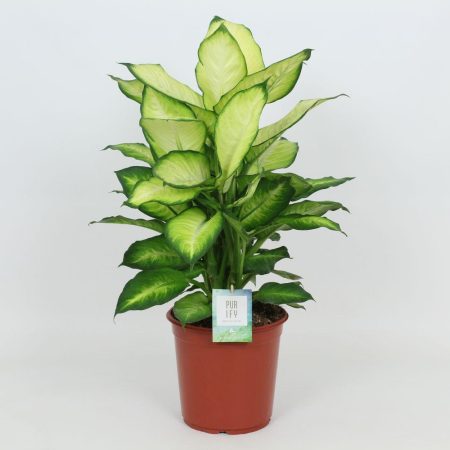 Dieffenbachia Summer Style