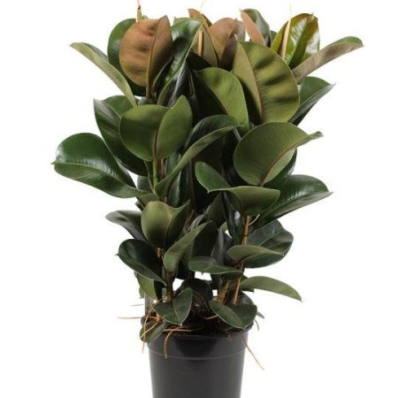 Ficus elastica Abidjan3pp