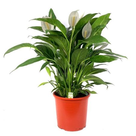 Spathiphyllum Strauss 4+