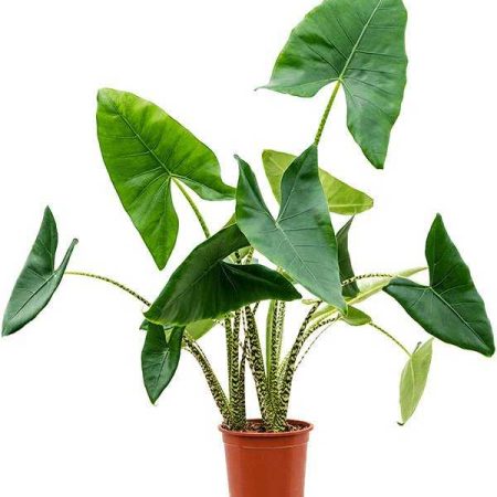 Alocasia Zebrina 2pp
