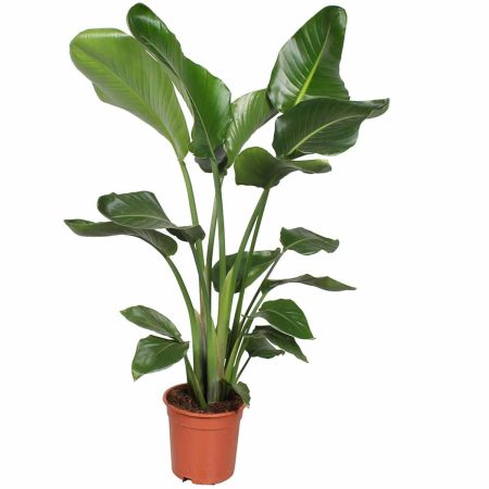 Strelitzia Nicolai 2pp