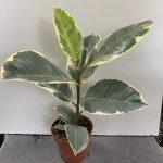 Ficus Elastica