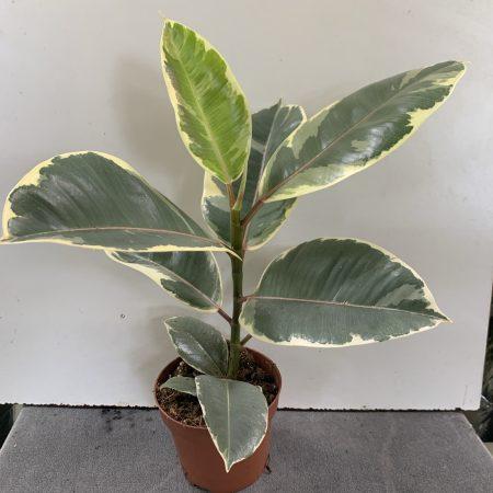 Ficus Elastica
