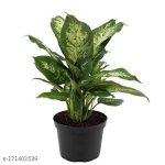 Dieffenbachia Compacta